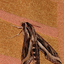 Hawk Moth