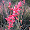 Red Yucca