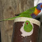 Scaly-breasted Lorikeet  