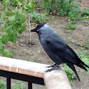 Western Jackdaw