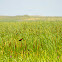 Red-winged Blackbird