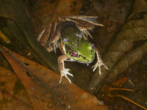 Spotting Image 1