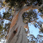 Eucalyptus (Eucalipto)