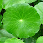 Water Pennywort