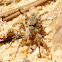 Wolf spider