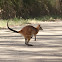 Swamp Wallaby