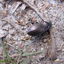 beetle