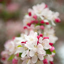 Spring blossoms