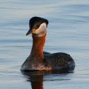 Red-necked Grebe