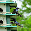 Purple Martin