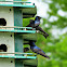 Purple Martin
