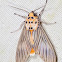 Arctiine Moth