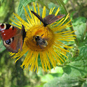 butterflies