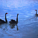 australian black swans