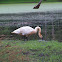Trumpeter Swan