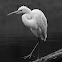 Great Egret