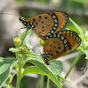 Tawny Coster
