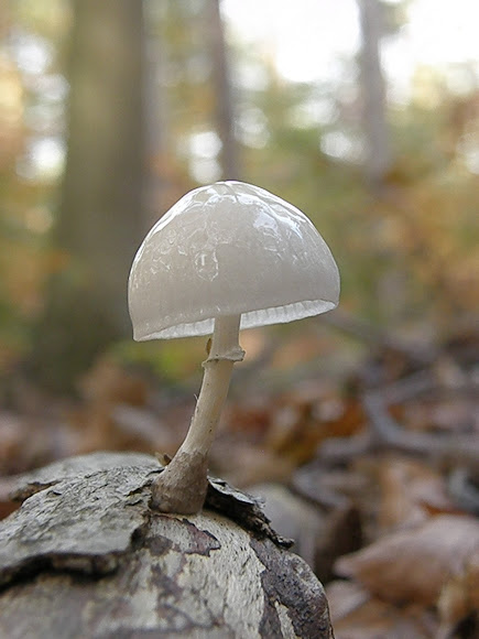 Spotting Image 1