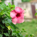 Alamanda