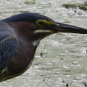 Green Heron