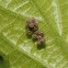 Stink Bug Eggs