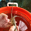 Spiny lobster