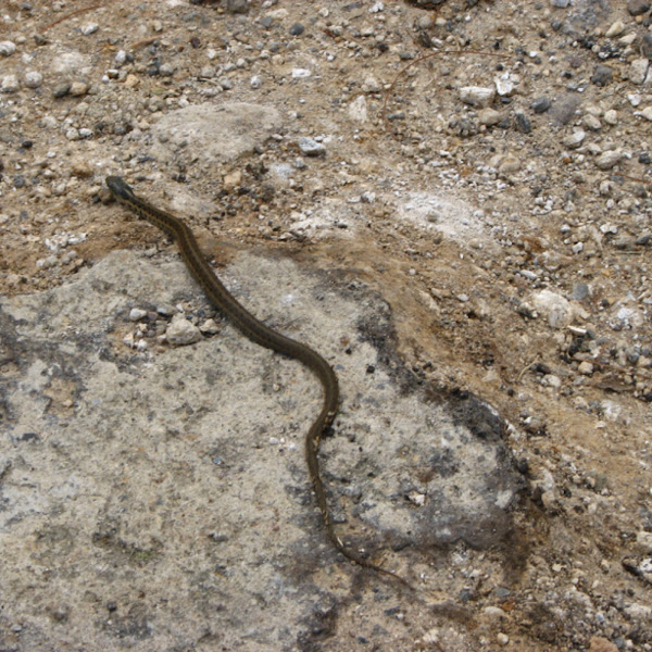 Ranera montana, Mesoamerican highlands garter snake Project Noah