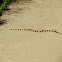 California King Snake