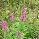 Purple Loosestrife