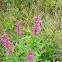 Purple Loosestrife
