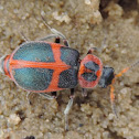 Red Cross Beetle