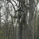 common langur