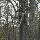 common langur