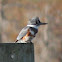 Belted Kingfisher
