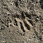 Racoon Pawprint 