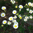 Bushy Aster