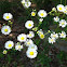 Bushy Aster