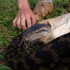 Scrub Python