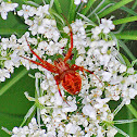 Arabesque Orbweaver