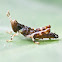 grasshopper