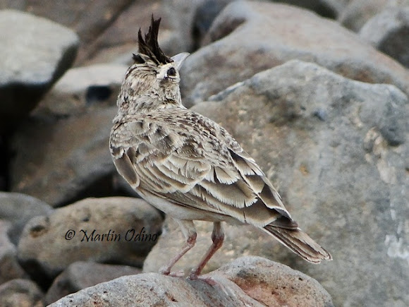 Spotting Image 1