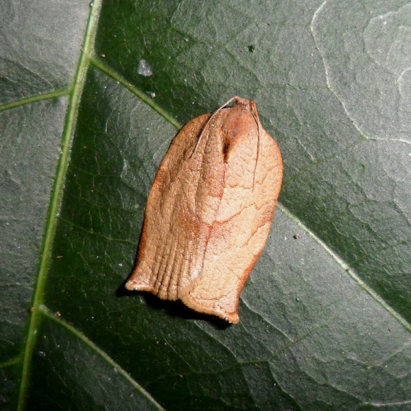 Spotting Image 1