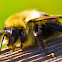 Bumble Bee