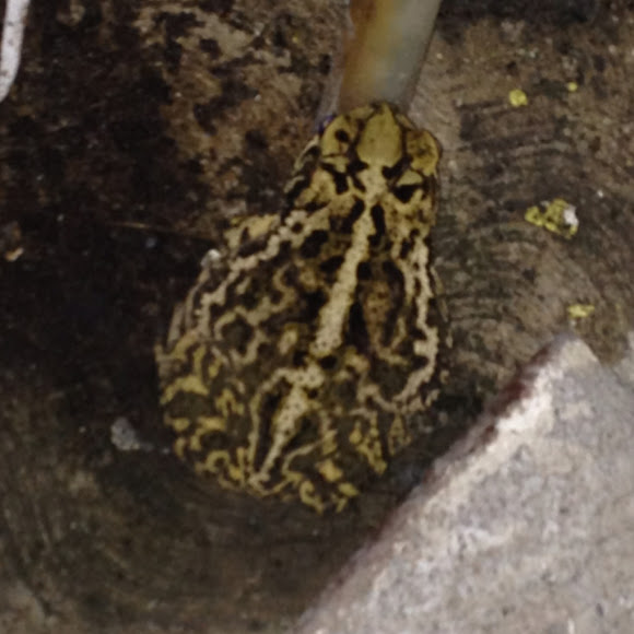 Spotting Image 1