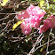 Pink, weak leaves with green leaves