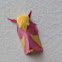 Rosy maple moth