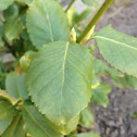 Sarcoxie euonymus