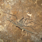 Whip Spider