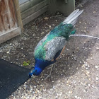 Blue peafowl