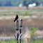 Red-winged Blackbird (Male)